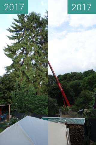Vorher-Nachher-Bild von Bäume gefällt zwischen 16.06.2017 und 16.06.2017