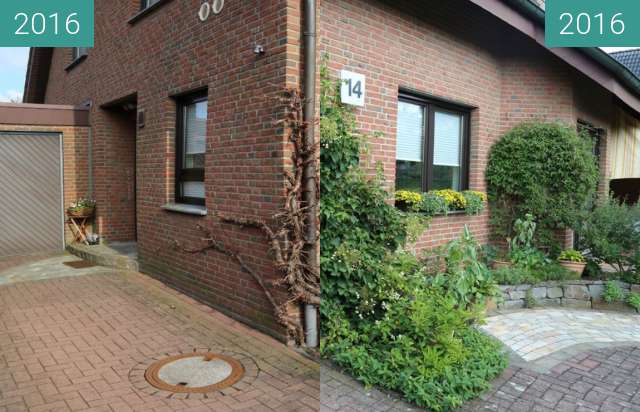 Before-and-after picture of Kletterhortensie between 2016-Mar-12 and 2016-Jul-21