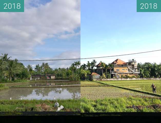Before-and-after picture of New Plants in the Rice Paddy Fields in Ubud between 2018-Feb-02 and 2018-Feb-11