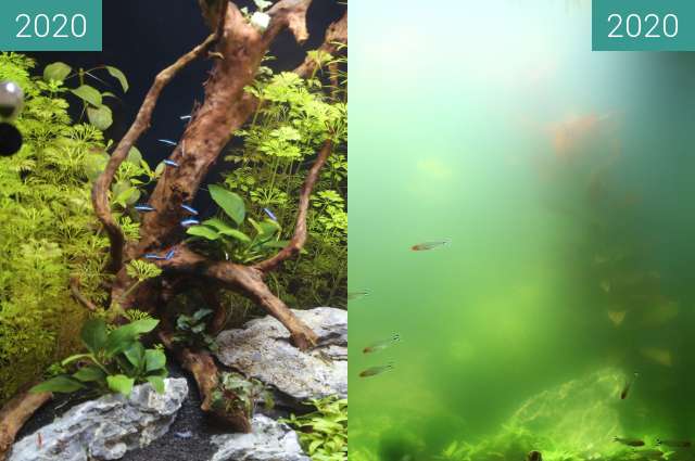 Before-and-after picture of Algenblüte between 2020-Jan-02 and 2020-Jan-30