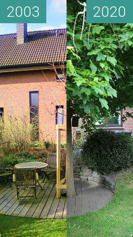 Before-and-after picture of Ahornbaum between 2003-Apr-01 and 2020-May-19